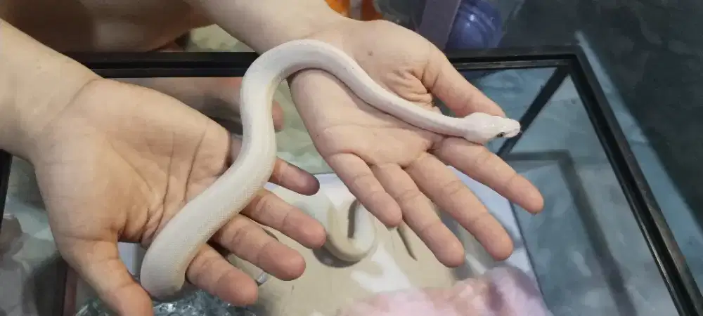 BP leucistic blue eyed