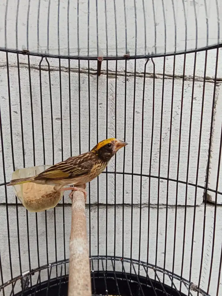 burung manyar kepala mas