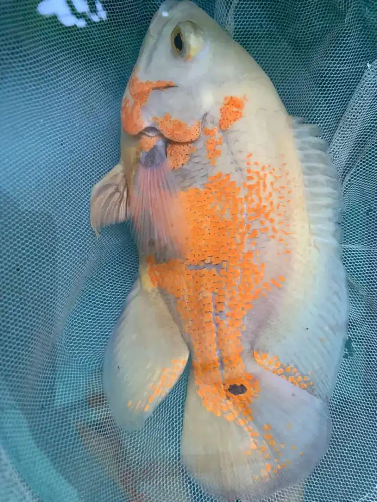 Di jual ikan Oscar + toman