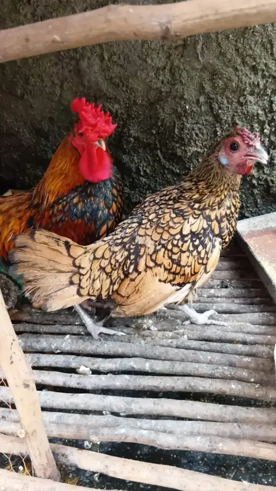 Ayam Kate batik kanada