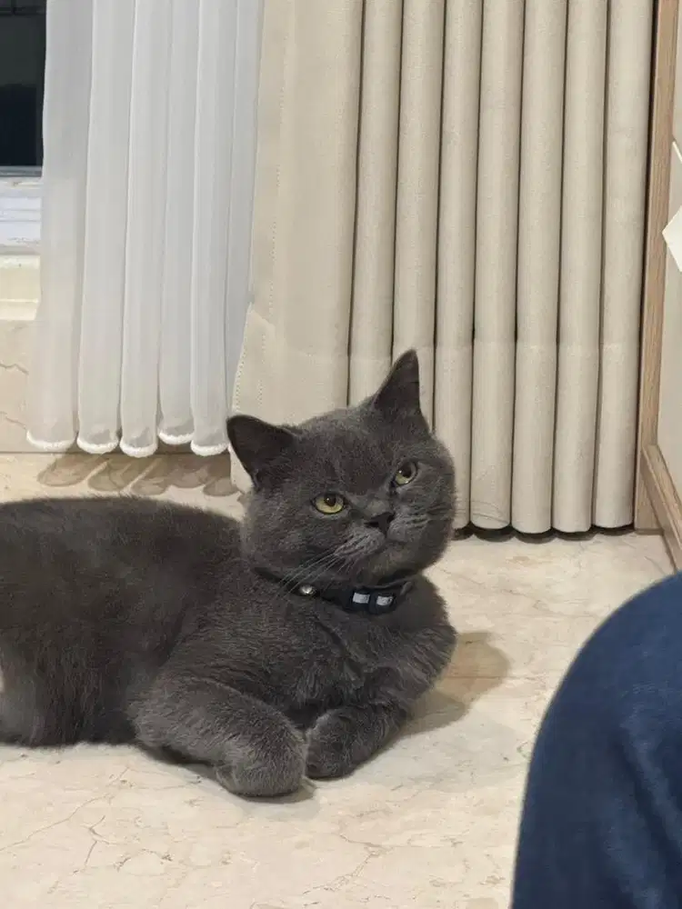 Kucing British Shorthair Jantan