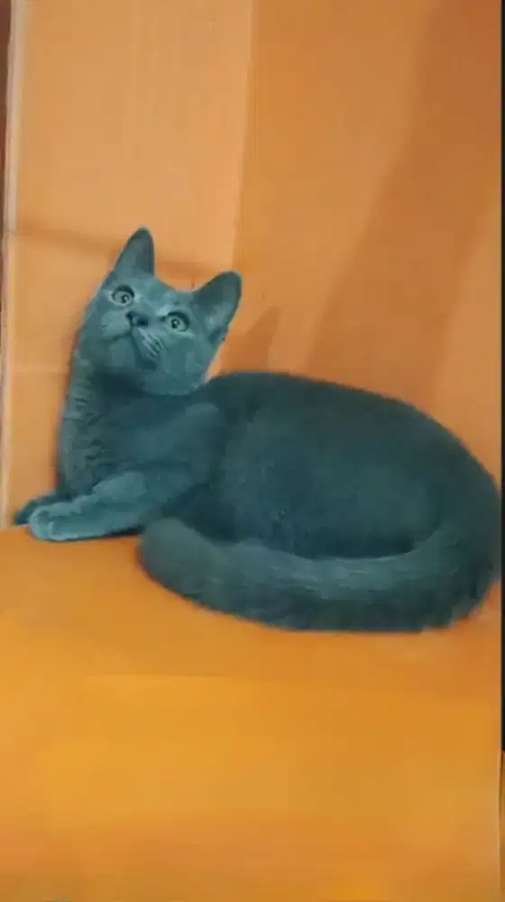 Shorthair manissss abu polos