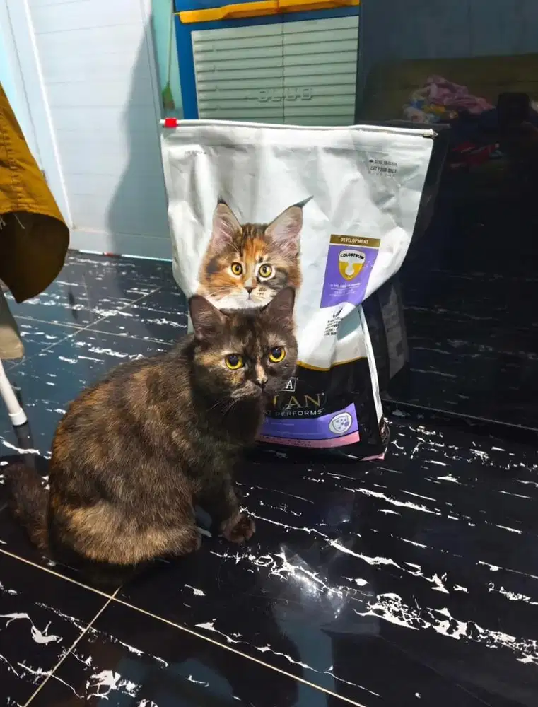 Kucing BSH tortie non ped 2 tahun indukan proven 1x