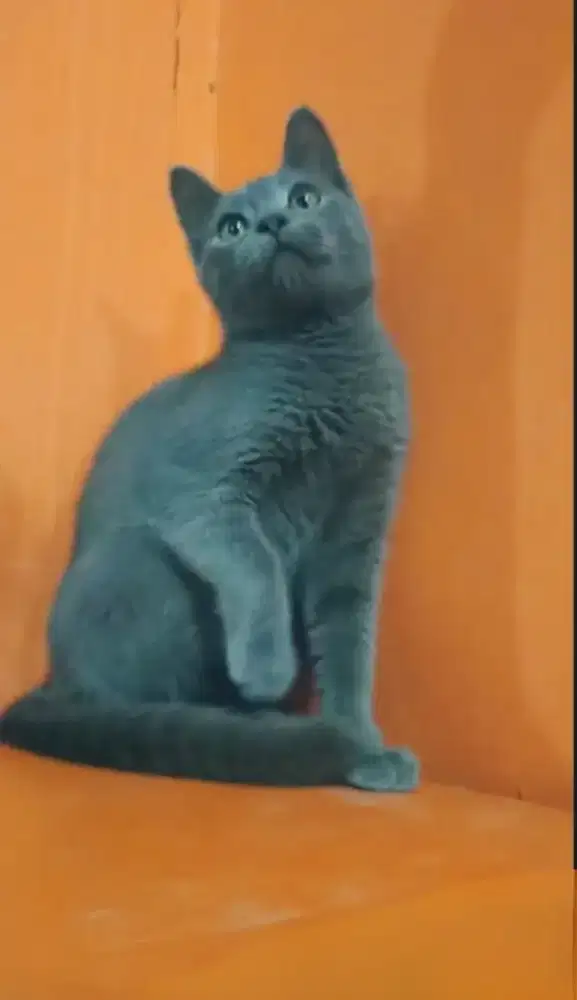 Bagi pecinta bulu pendek manis