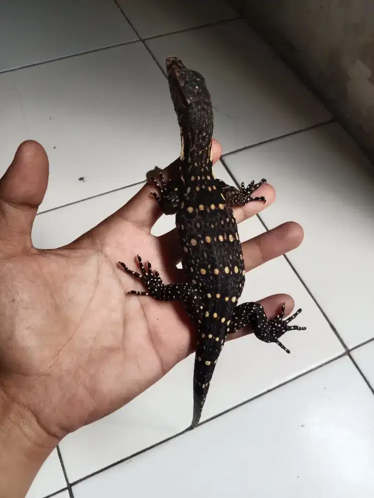 biawak anak smbawa