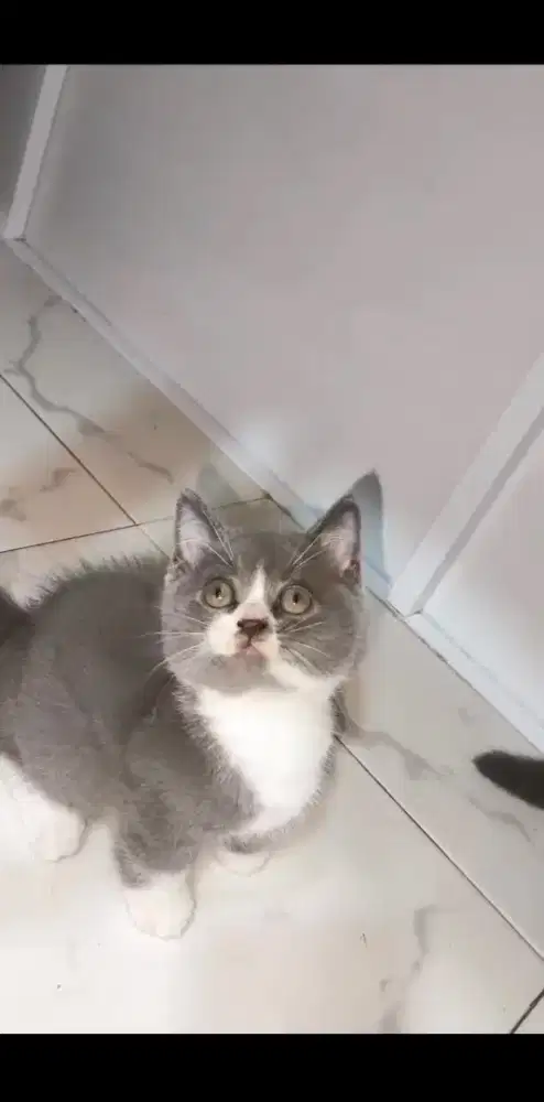 Bsh munchkin 2.5 bln