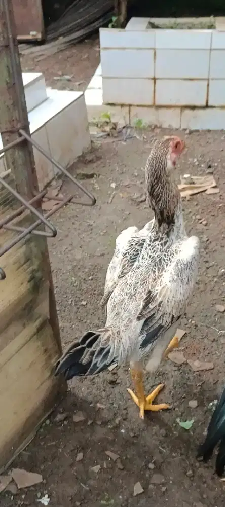 Shamo Eropa trah zuchter