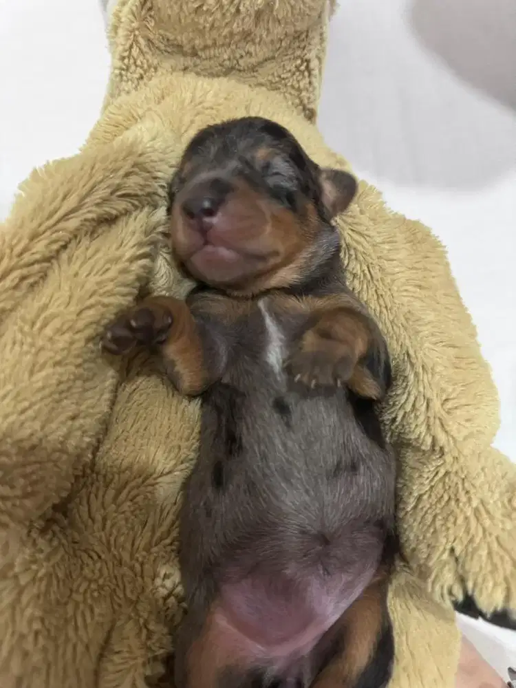 Open Adopt Pure Tekel Dapple