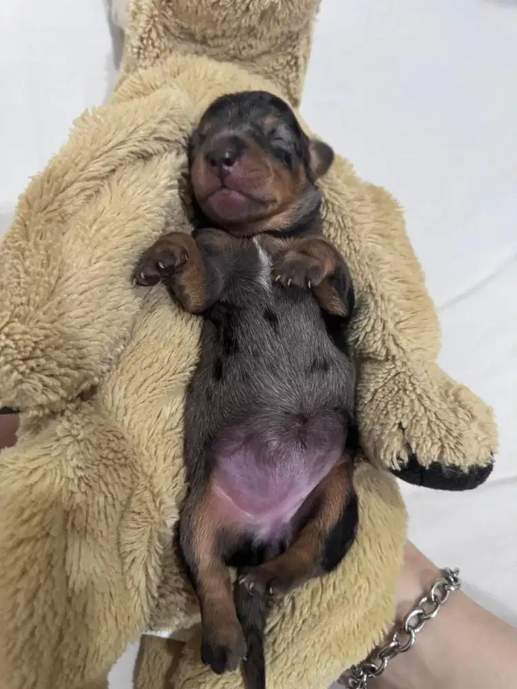 Open Adopt Pure Tekel Good Quality