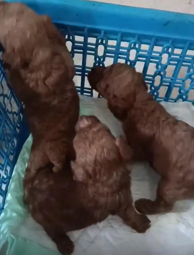 Poodle red toy jantan