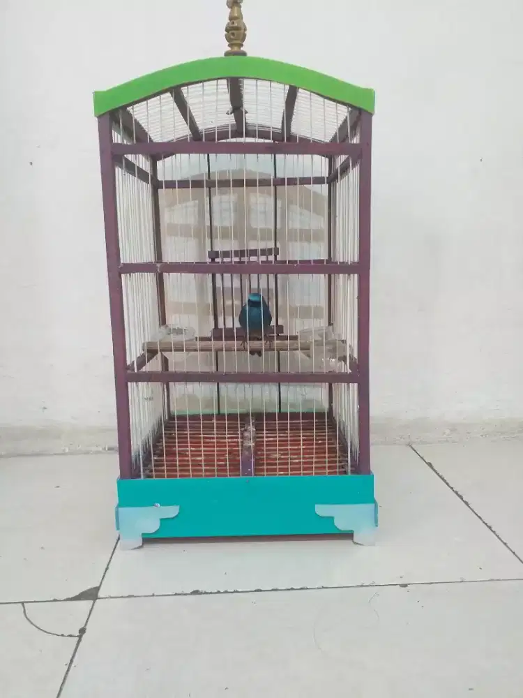 burung slendang biru