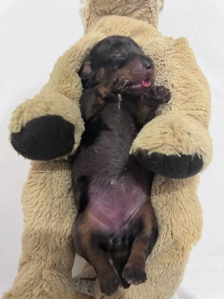 Open adopt Pure Tekel dapple