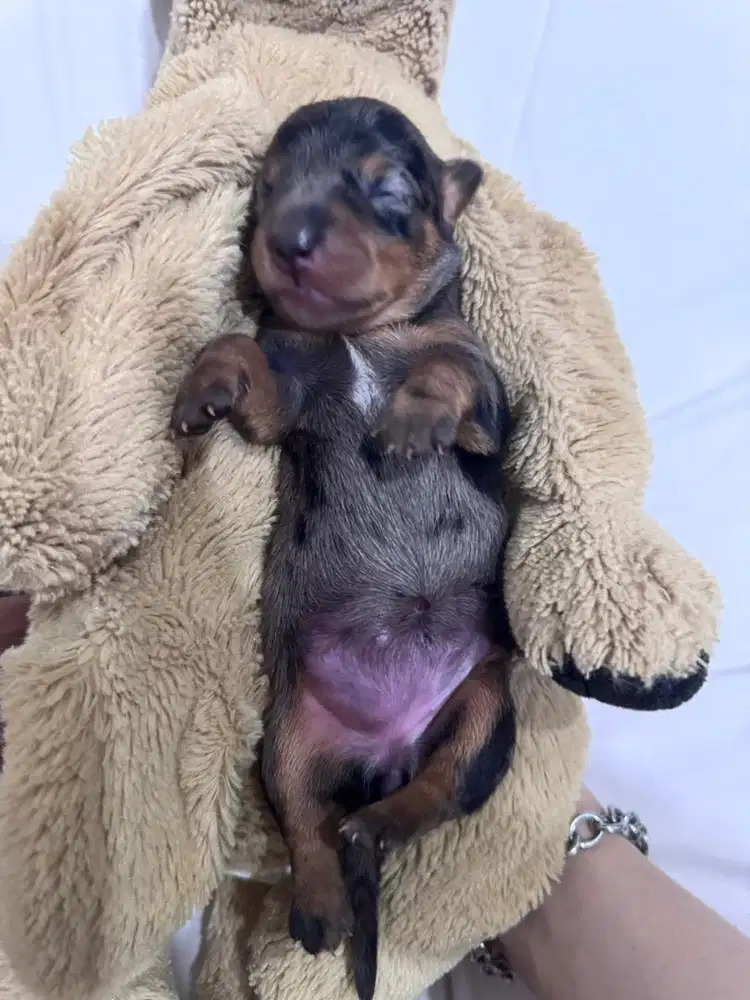 Open adopt Pure mini tekel