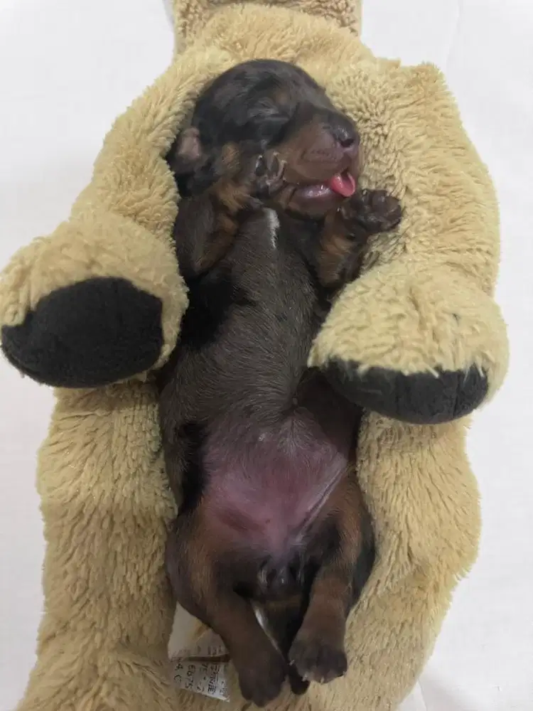 Open Adopt Pure Tekel High Quality