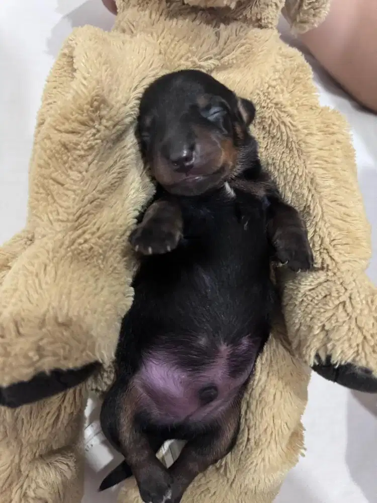 Opent adopt Stambun Mini tekel