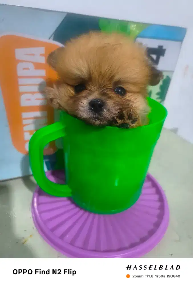 Anjing minipom 1.5blnnn