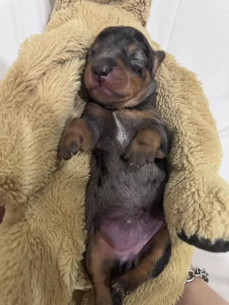 Opent Adopt mini Tekel dapple