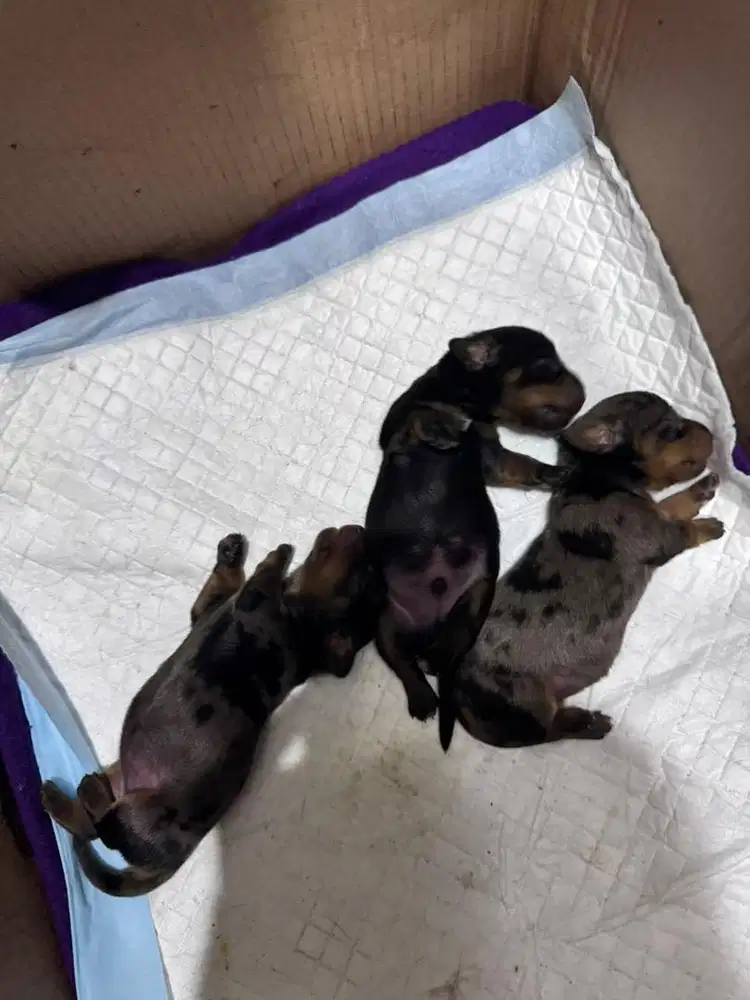 Open adopt Pure mini Tekel