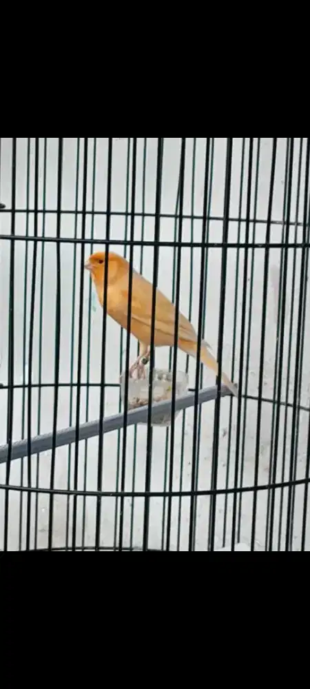 Kenari F1 warna orange gacor