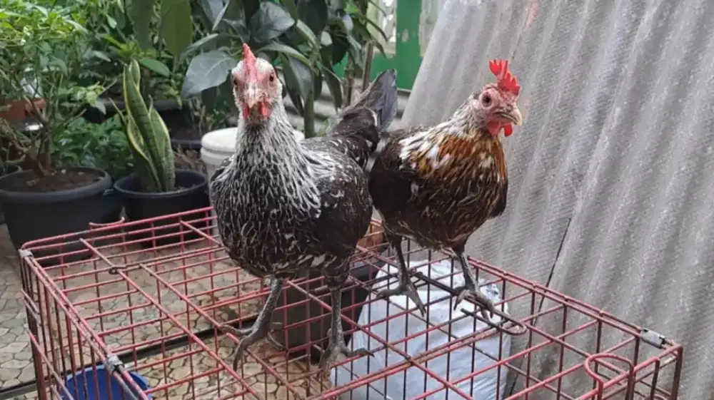 2 Ekor Ayam Ketawa Betina