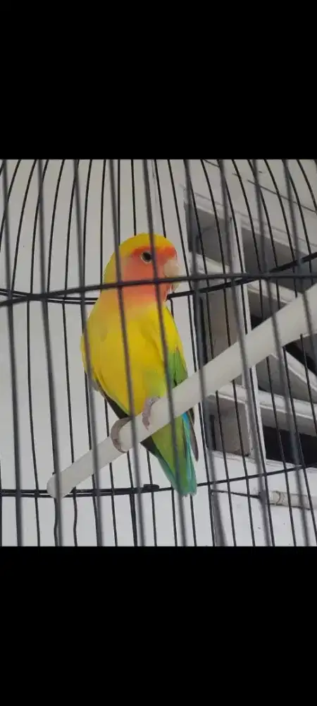 Burung LB non klep cantik 5 warna