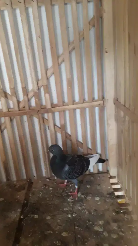 Merpati kolong trah Garong-jaquar-qiu2-thor-ada sertifikatnya