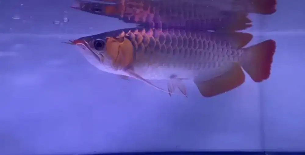 Arwana super red metalii