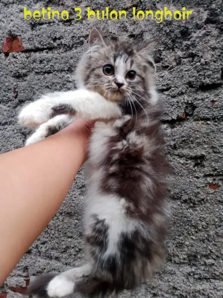 Kucing Persia medium