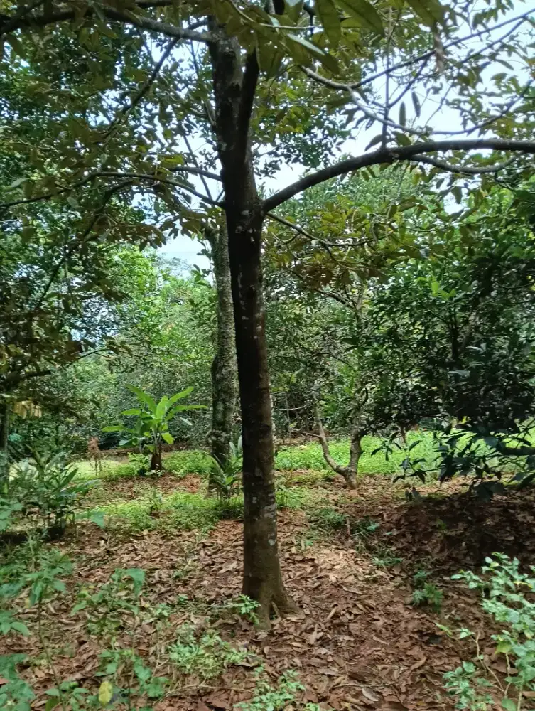 Tanah kebun alpukat siap panen