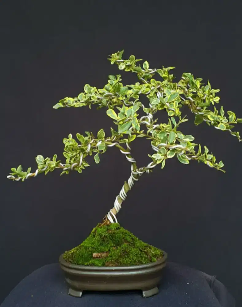 Bonsai Legistrum Variegata