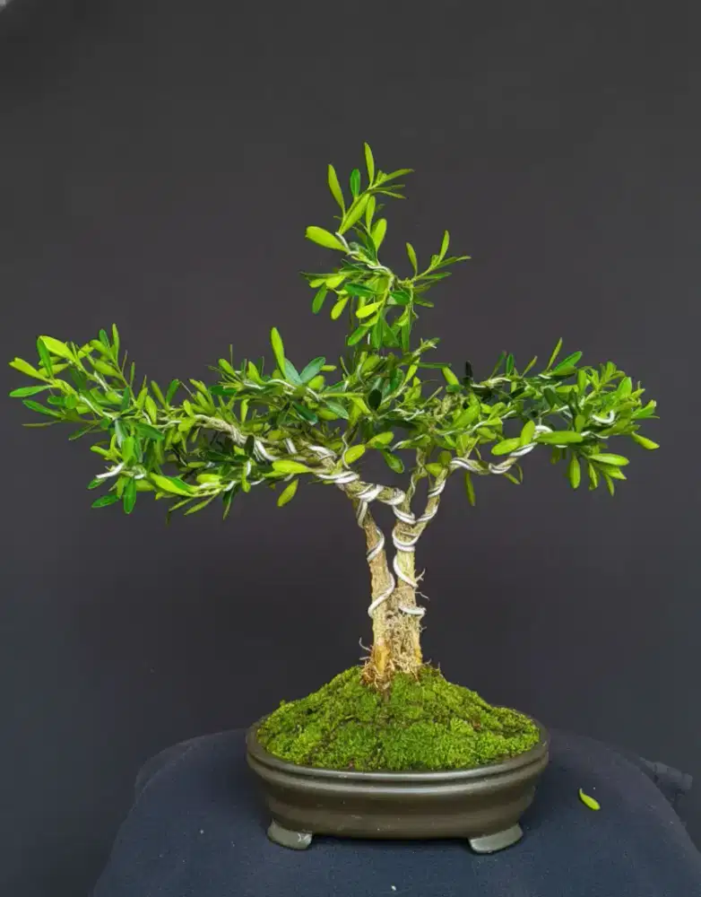 Bonsai Boxwood (Boxus)