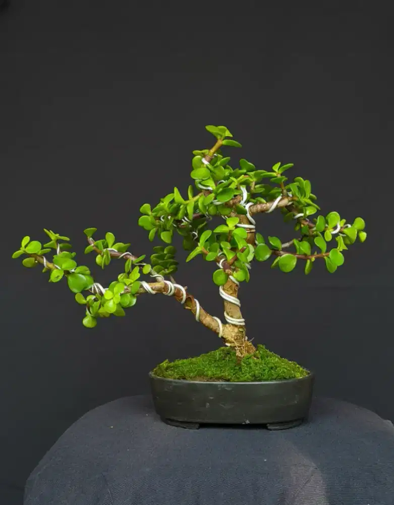 Bonsai Jadeplant
