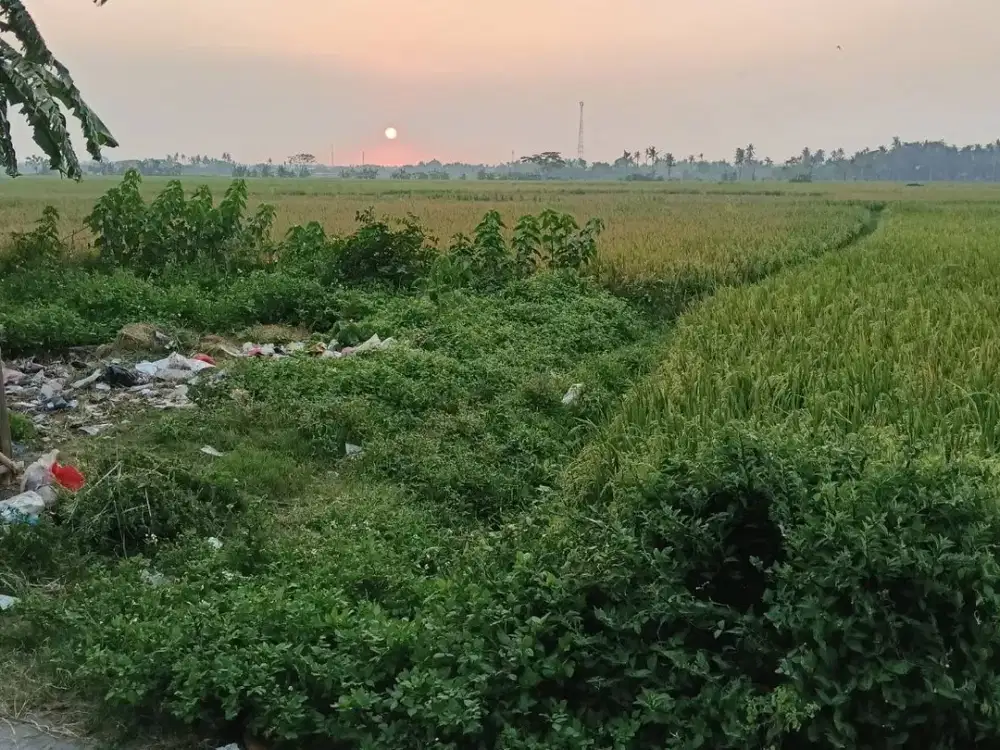 Sawah Produktif 2315 M SHM Nempel Pemukiman Sudah Ramai Jual Bu