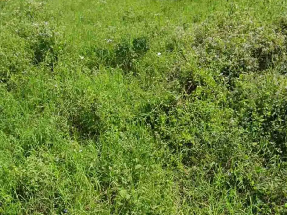 DIJUAL TANAH KAVLING SUDAH ADA IMB DI NGAGLIK SLEMAN