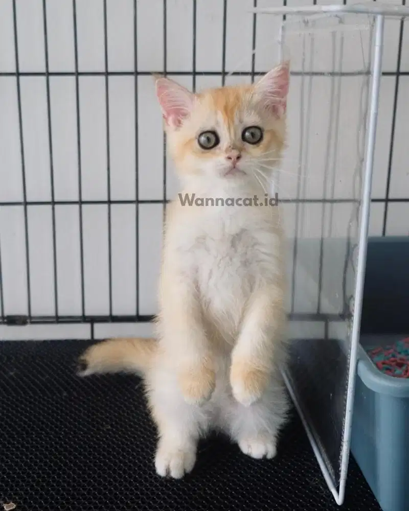 BRITISH SHORT HAIR / BSH GOLDEN NY12