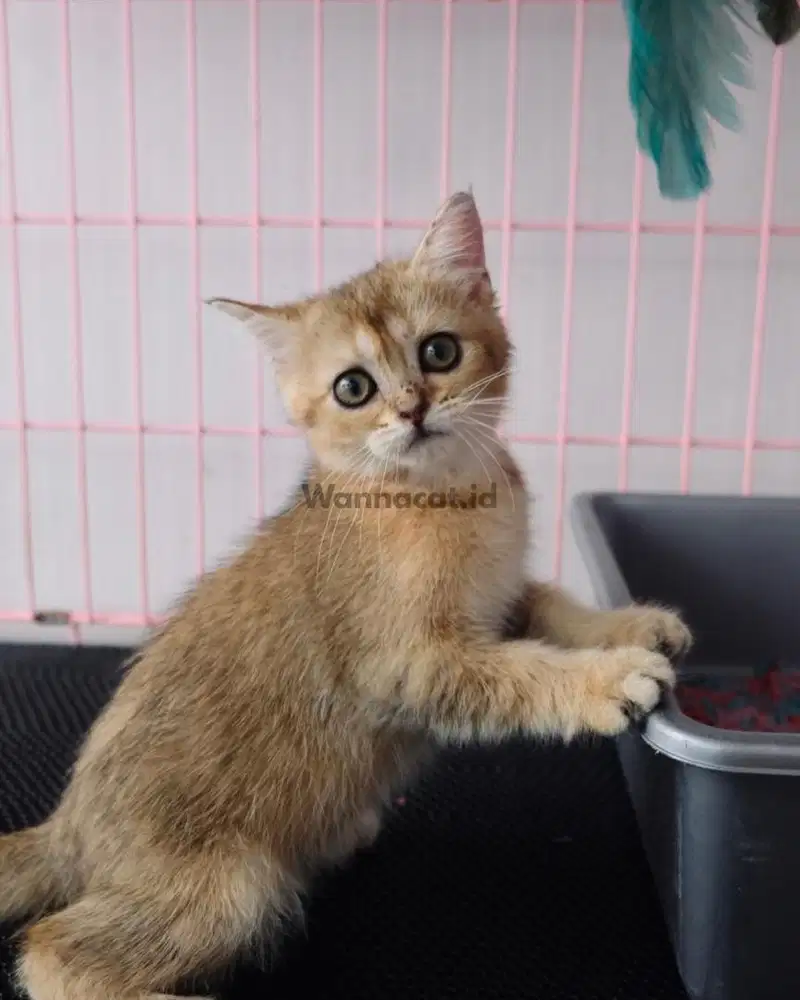 BRITISH SHORT HAIR / BSH GOLDEN