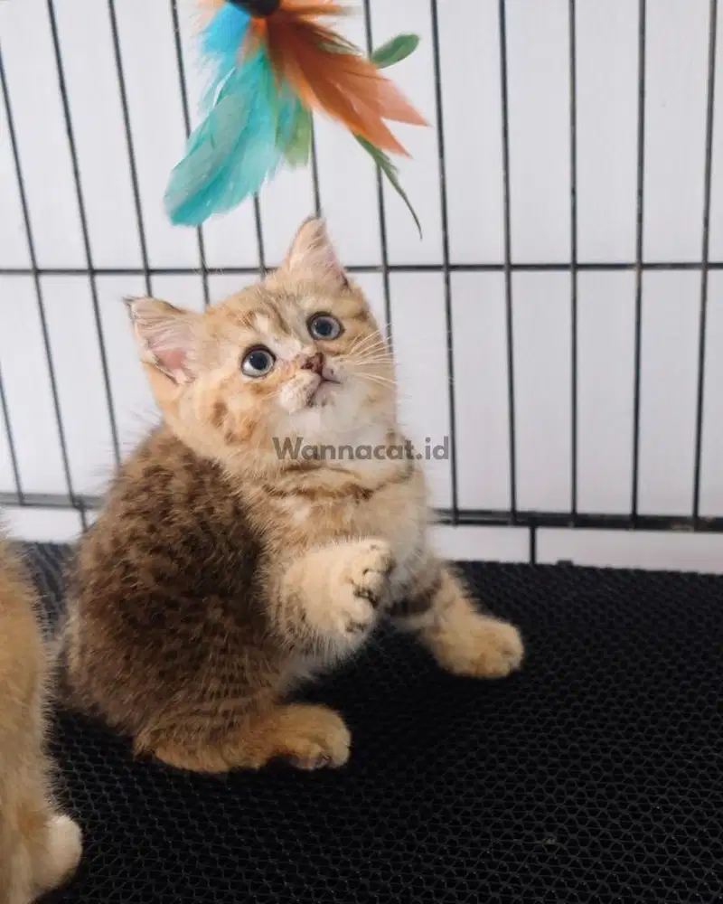 BRITISH SHORT HAIR / BSH GOLDEN TABBY
