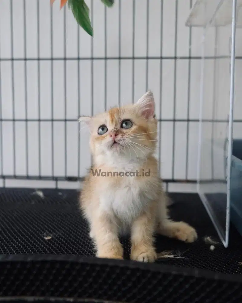 BRITISH SHORT HAIR / BSH GOLDEN NY11