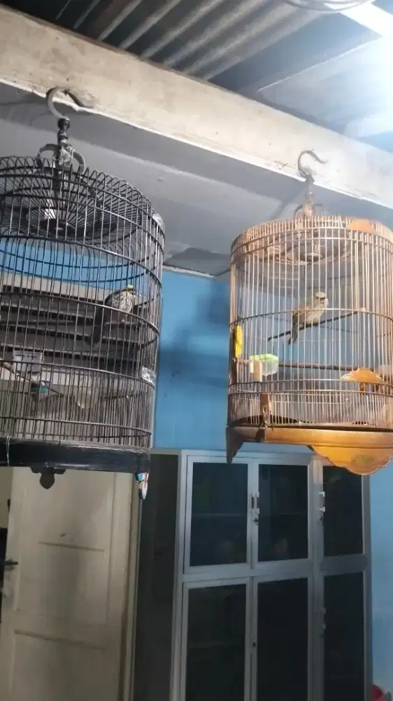 Cucak rowo sepasang mapan