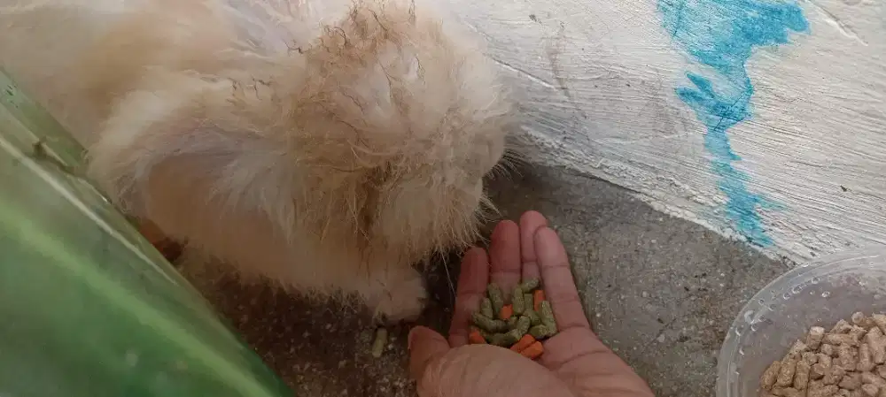 Kelinci English Angora