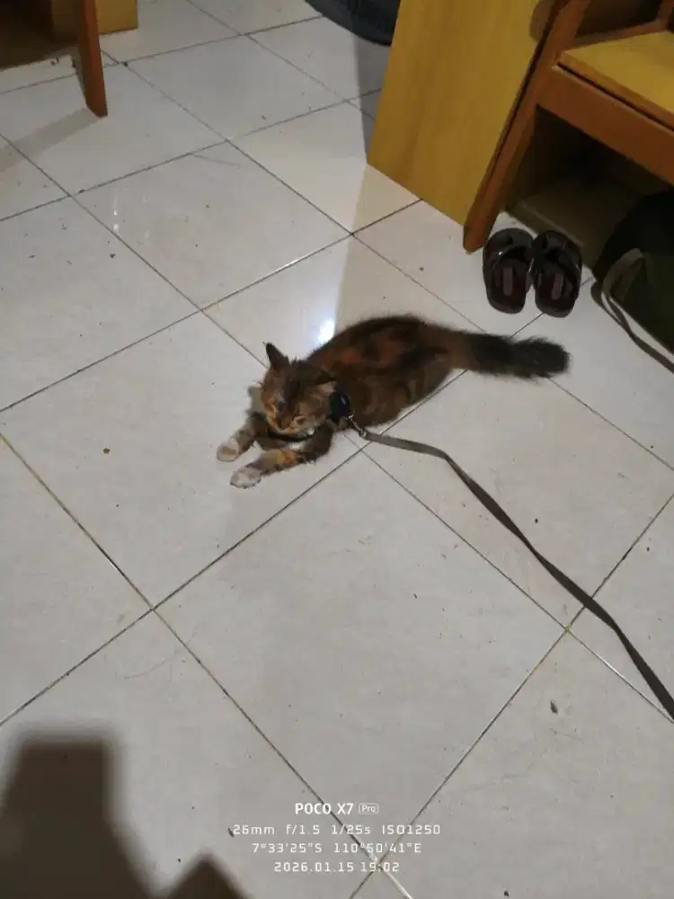 Open adopt kucing betina umur 1 tahun