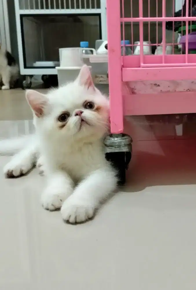 Kucing persia peaknose