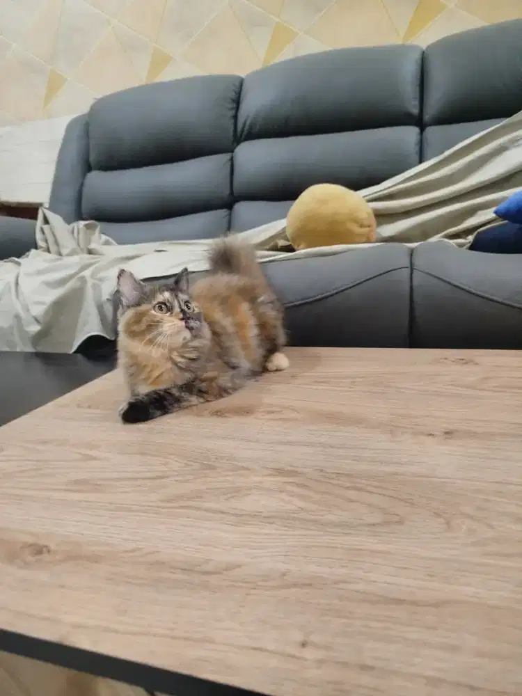 Kucing Munchkin Non Standar