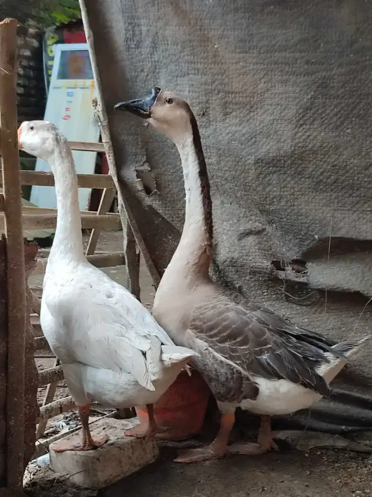 Sepasang Angsa Benggala Jumbo