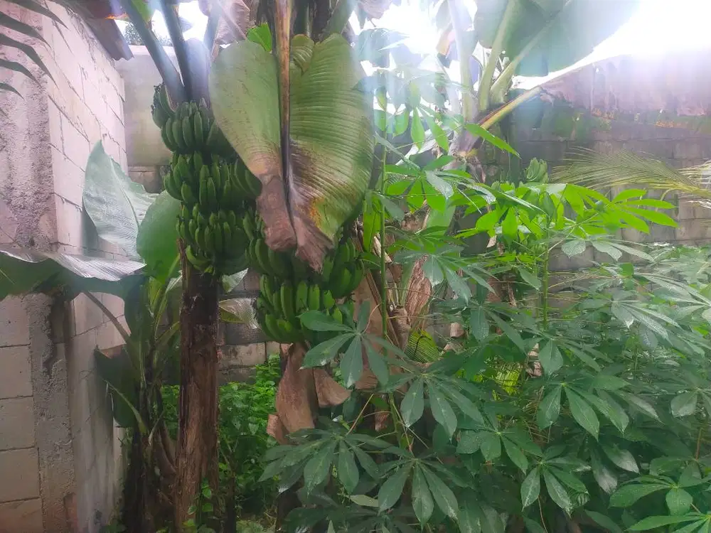 pisang masih di pohon