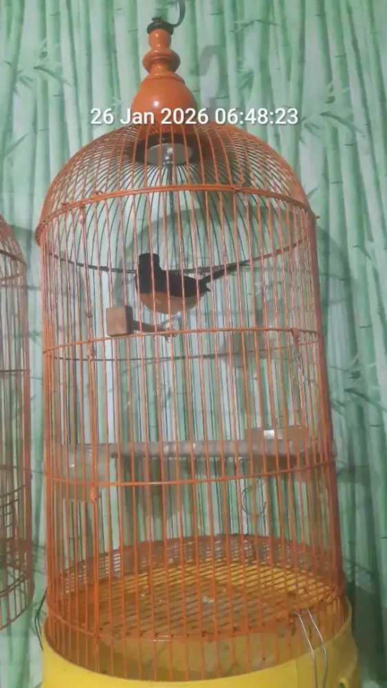 Burung Murai medan betina gacor  sudah produksi 1x