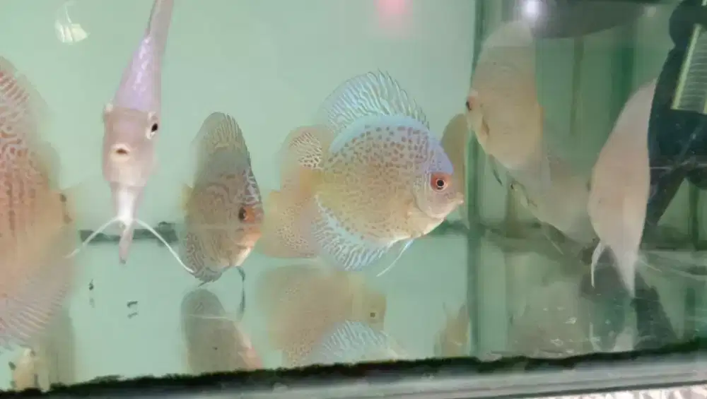 Ikan diskus leopard