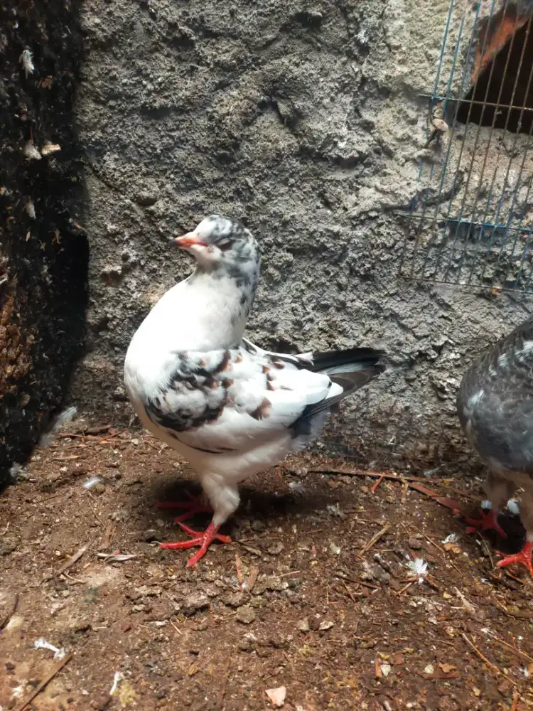 Merpati bantet jantan