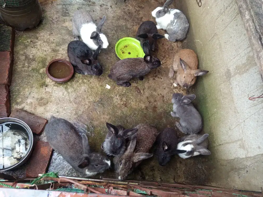 Kelinci lokal Bekasi