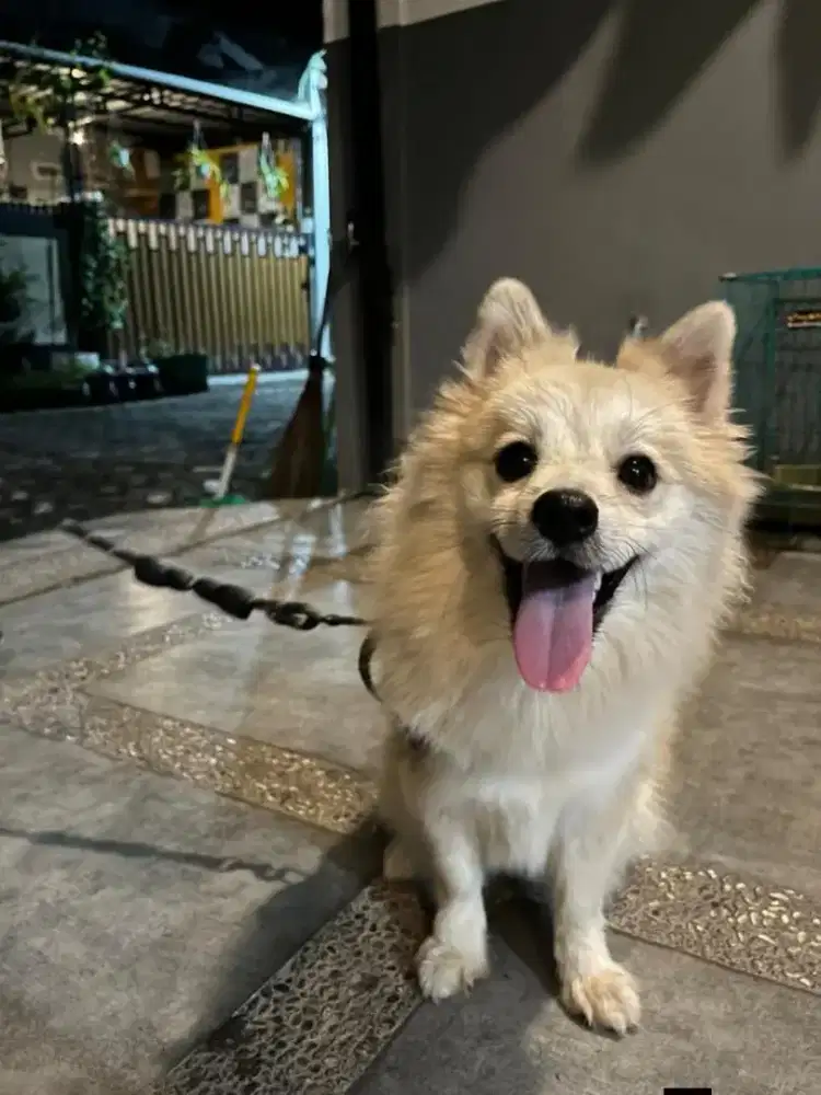Anjing Pomerania